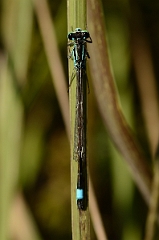 David Plant Photography - Wildlife Photography - Blue-tailed damselfly - C